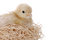 Free Baby Chicken In Her Nest Royalty Free Stock Images - 2012479