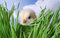 Free Baby Chick Hiding In Grass Stock Photo - 2012500