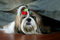 Free Cute Little Doggy Stock Images - 2012924