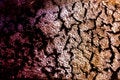 Free Cracks In The Wood Stock Photo - 2020410