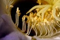 Free Pistils And Pollen Stock Image - 2020451