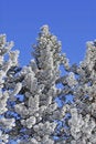 Free Frost Covered Pine Tree Royalty Free Stock Photos - 2023008