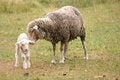 Free Lamb And Mother Sheep Royalty Free Stock Image - 2027656