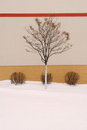 Free Three Bushes And A Tree Royalty Free Stock Photography - 2029037