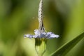 Free Tiny Butterfly, Head On Macro. Royalty Free Stock Photo - 2029725
