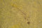 Free Fossil Of Bug Royalty Free Stock Image - 2020736