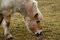 Free Haflinger Horse Royalty Free Stock Photos - 2027018