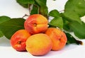 Free Juicy Apricots Royalty Free Stock Images - 20257009