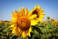 Free Sunflower Royalty Free Stock Image - 20287956