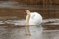 Free Pair Of Swans Stock Images - 2031374