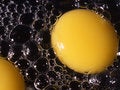 Free Fried Eggs  1 Royalty Free Stock Photography - 2032917