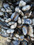 Free Mussels Royalty Free Stock Images - 2033249
