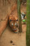 Free Malayan Tiger Resting Royalty Free Stock Images - 2034419