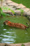 Free Malayan Tiger Bathing Royalty Free Stock Image - 2034496