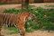 Free Malayan Tiger Walking Royalty Free Stock Photo - 2034975