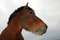 Free Working Horse Portrait Royalty Free Stock Photo - 2036605