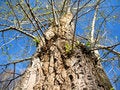 Free Young Growth Stock Photography - 20361392