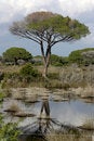 Free Tree Reflection Royalty Free Stock Image - 2044876