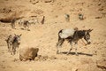 Free Donkey Work Royalty Free Stock Image - 2048636