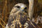 Free Rough-legged Hawk (7) Stock Images - 2046844