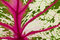 Free Detail Of Caladium Leaf Royalty Free Stock Image - 20424596