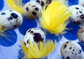 Free Easter Eggs Stock Images - 2052554