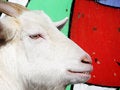 Free Goat Stock Photo - 2052690