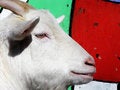 Free Goat Royalty Free Stock Image - 2052736