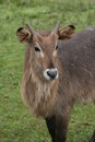 Free Goat Stock Image - 2059821