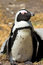 Free Jackass Penguin (Demersus Spheniscus) Stock Photos - 2054393