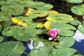 Free WATER LILY IN A POND Royalty Free Stock Image - 20593376
