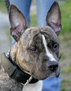 Free Nice Dog 8 Royalty Free Stock Photos - 2060128