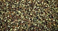 Free Bunge Prickly Ash Royalty Free Stock Image - 2062566