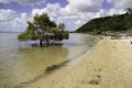 Free Mangrove In The Sea Royalty Free Stock Photography - 2063597
