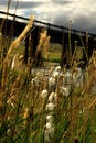 Free Grasses Blowing In The Breeze Royalty Free Stock Images - 2065129