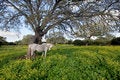 Free The Gray Horse Under Branchy Tree Stock Photos - 2069813