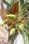 Free Tender Coconuts On Tree Royalty Free Stock Image - 20616096