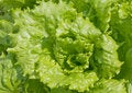 Free Lettuce Salad Stock Images - 20669164