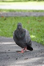 Free Closeup Pigeon Stock Photo - 20674970