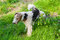 Free Dog Peeing Royalty Free Stock Image - 20691026