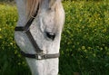 Free Gray Horse With Sad Eyes Royalty Free Stock Image - 2070066
