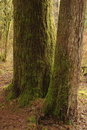 Free Bogachiel State Park Royalty Free Stock Photo - 2072915