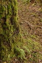 Free Bogachiel State Park Royalty Free Stock Images - 2072919