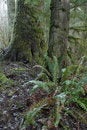 Free Bogachiel State Park Stock Photography - 2072922