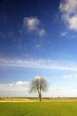 Free Alone Tree Royalty Free Stock Image - 2073766