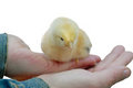 Free Fluffy Baby Chicken Royalty Free Stock Photos - 2075578