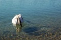Free A Swan In A Lake Stock Images - 2076034