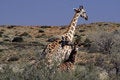 Free Giraffe Family Stock Image - 2078141