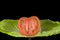 Free Lettuce And Tomato 1 Stock Photos - 2075583
