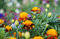 Free Bumble-bee Sun Bathing Stock Photos - 20718573